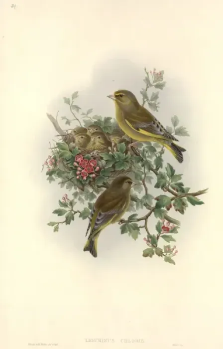 Framed Print : Carduelis chloris, European greenfinch Framed Print : Carduelis chloris, European greenfinch