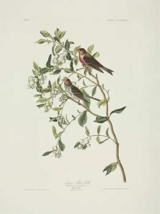 Framed Print : Carduelis flammea, common redpoll Framed Print : Carduelis flammea, common redpoll