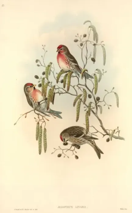 Framed Print : Carduelis flammea, common redpoll Framed Print : Carduelis flammea, common redpoll