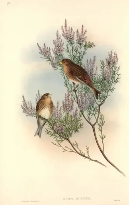Framed Print : Carduelis flavirostris, twite Framed Print : Carduelis flavirostris, twite