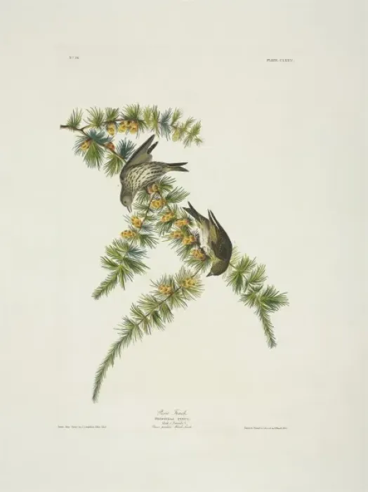 Framed Print : Carduelis pinus, pine siskin Framed Print : Carduelis pinus, pine siskin