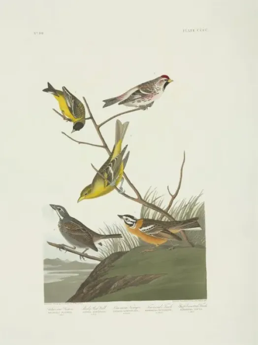Framed Print : Carduelis psaltria, Carduelis hornemanni, Calcarius pictus Framed Print : Carduelis psaltria, Carduelis hornemanni, Calcarius pictus