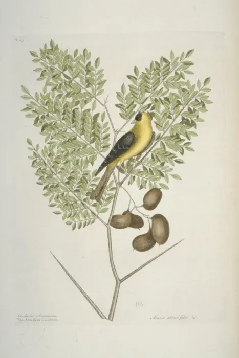 Framed Print : Carduelis tristis, American goldfinch Framed Print : Carduelis tristis, American goldfinch