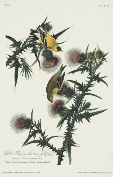 Framed Print : Carduelis tristis, American goldfinch Framed Print : Carduelis tristis, American goldfinch