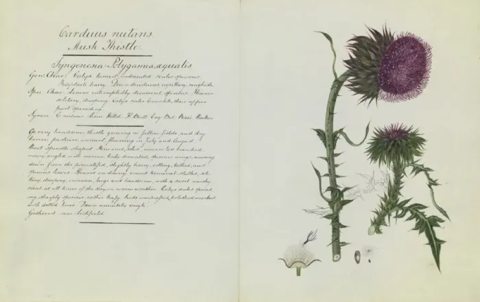 Framed Print : Carduus nutans, musk thistle Framed Print : Carduus nutans, musk thistle