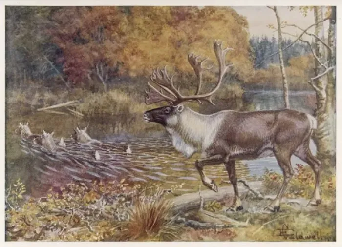 Framed Print : Caribou / Ency. of Sport Framed Print : Caribou / Ency. of Sport