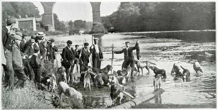 Framed Print : Carlisle otter hunt, the kill. Date: 1901 Framed Print : Carlisle otter hunt, the kill. Date: 1901