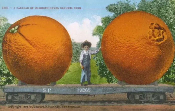 Framed Print : Carload of Mammoth Navel Oranges Framed Print : Carload of Mammoth Navel Oranges