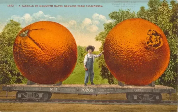 Framed Print : A carload of mammoth navel oranges from California Framed Print : A carload of mammoth navel oranges from California