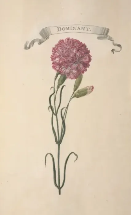 Framed Print : Carnation. Illustration from Flora Exotica (1720) by Johann Gottfried Simula Framed Print : Carnation. Illustration from Flora Exotica (1720) by Johann Gottfried Simula