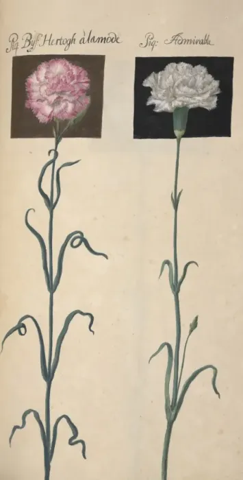 Framed Print : Carnation. Illustration from Flora Exotica (1720) by Johann Gottfried Simula Framed Print : Carnation. Illustration from Flora Exotica (1720) by Johann Gottfried Simula