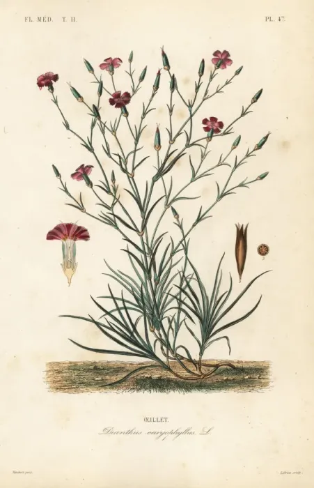 Framed Print : Carnation or clove pink, Dianthus caryophyllus Framed Print : Carnation or clove pink, Dianthus caryophyllus