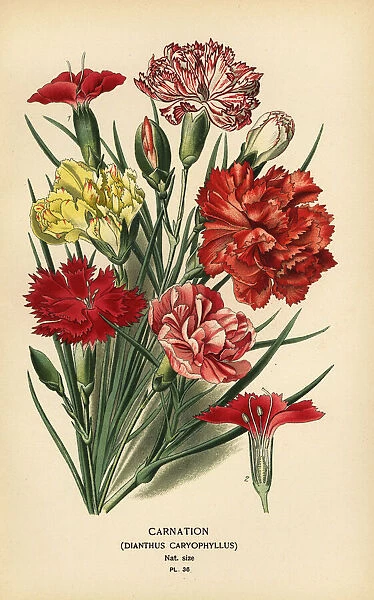 Carnation, Dianthus caryophyllus