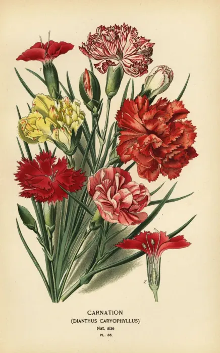 Framed Print : Carnation, Dianthus caryophyllus Framed Print : Carnation, Dianthus caryophyllus