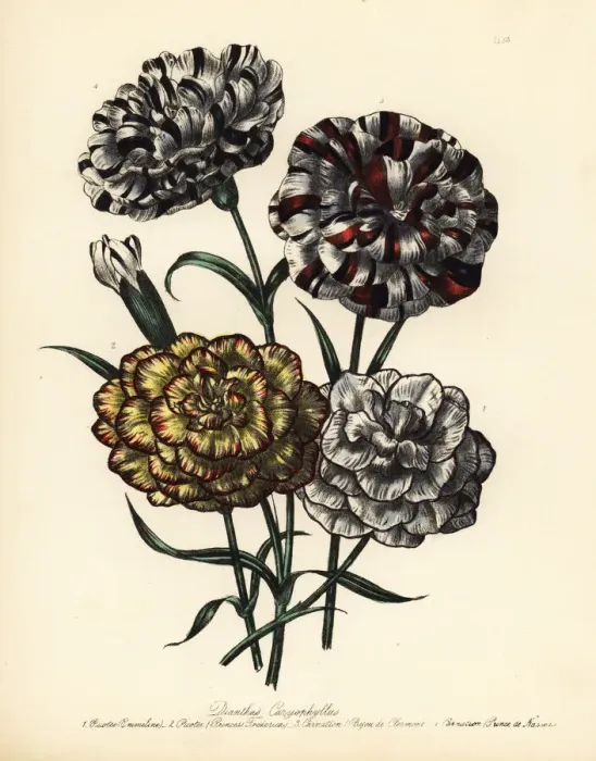 Framed Print : Carnation or Dianthus caryophyllus varieties Framed Print : Carnation or Dianthus caryophyllus varieties