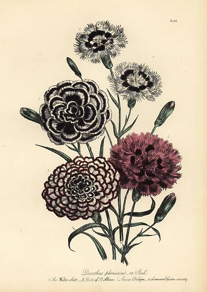 Carnation or Dianthus plumarius varieties