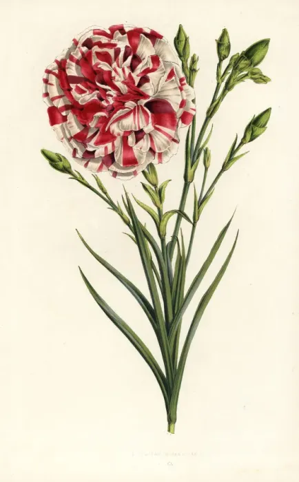 Framed Print : Carnation hybrid, Louis Napoleon, Dianthus caryophyllus Framed Print : Carnation hybrid, Louis Napoleon, Dianthus caryophyllus