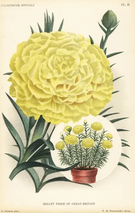 Framed Print : Carnation hybrid, Pride of Great Britain Framed Print : Carnation hybrid, Pride of Great Britain