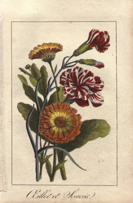 Framed Print : Carnation and marigold, Dianthus caryophyllus Framed Print : Carnation and marigold, Dianthus caryophyllus