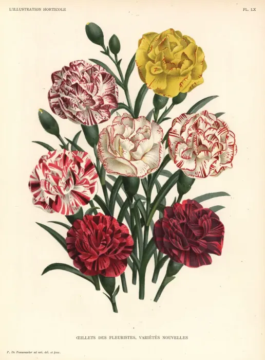 Framed Print : Carnation varieties, Dianthus caryophyllus Framed Print : Carnation varieties, Dianthus caryophyllus