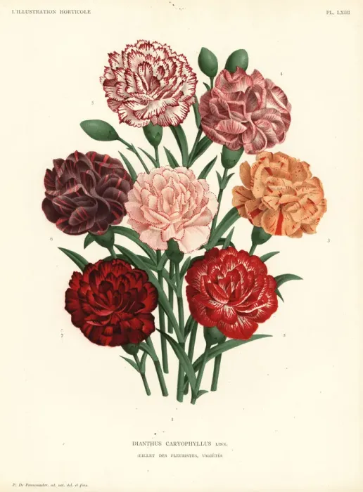 Framed Print : Carnation varieties, Dianthus caryophyllus Framed Print : Carnation varieties, Dianthus caryophyllus
