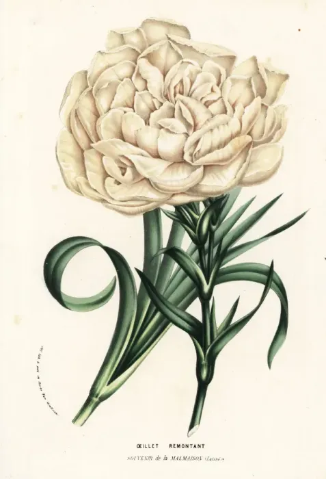 Framed Print : Carnation variety, Souvenir de la Malmaison Framed Print : Carnation variety, Souvenir de la Malmaison