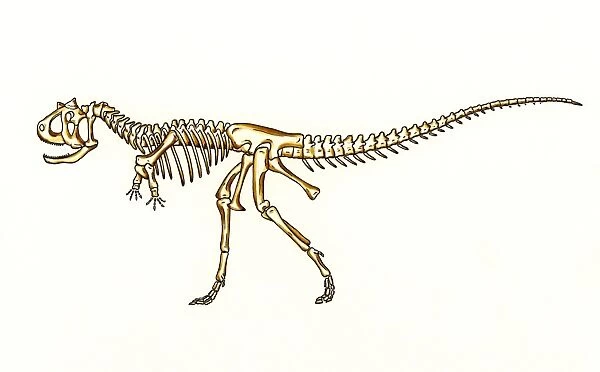 Carnotaurus skeleton