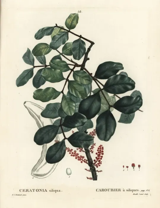 Framed Print : Carob tree or locust bean, Ceratonia siliqua Framed Print : Carob tree or locust bean, Ceratonia siliqua