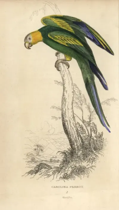 Framed Print : Carolina parakeet, Conuropsis carolinensis Framed Print : Carolina parakeet, Conuropsis carolinensis