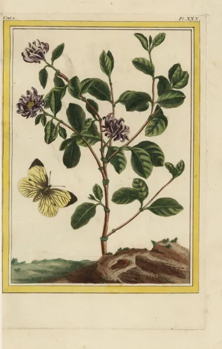 Framed Print : Carolina spicebush, Calycanthus floridus Framed Print : Carolina spicebush, Calycanthus floridus