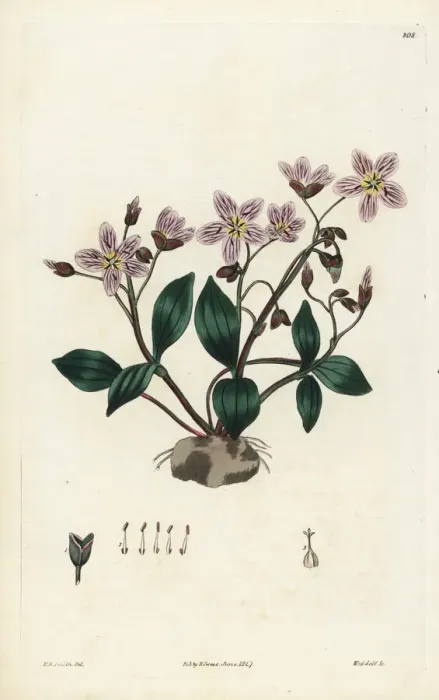 Framed Print : Carolina springbeauty, Claytonia caroliniana Framed Print : Carolina springbeauty, Claytonia caroliniana