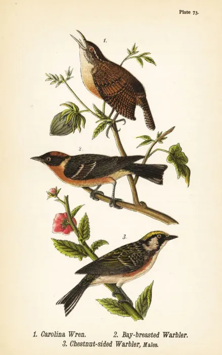 Framed Print : Carolina wren, bay-breasted warbler and chestnut-sided Framed Print : Carolina wren, bay-breasted warbler and chestnut-sided