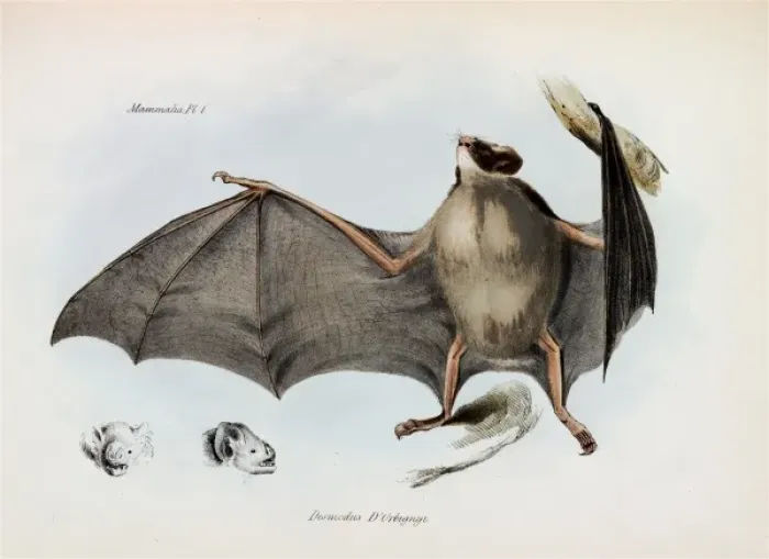 Framed Print : Carollia brevicauda, silky short-tailed bat Framed Print : Carollia brevicauda, silky short-tailed bat