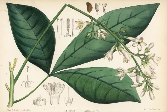 Framed Print : Carony bark or orayuri, Angostura trifoliata Framed Print : Carony bark or orayuri, Angostura trifoliata