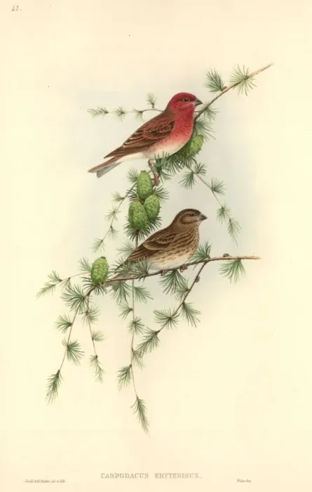 Framed Print : Carpodacus erythrinus, common rosefinch Framed Print : Carpodacus erythrinus, common rosefinch