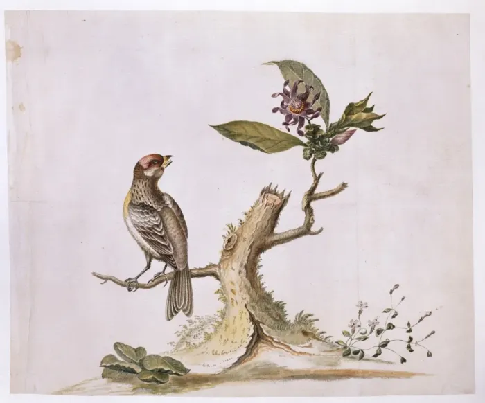 Framed Print : Carpodacus purpureus, purple finch Framed Print : Carpodacus purpureus, purple finch