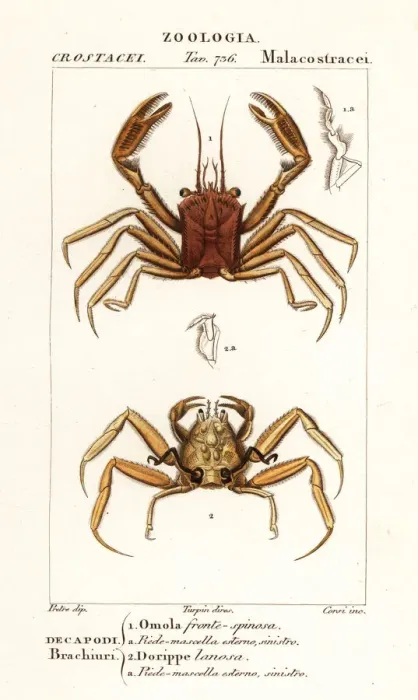 Framed Print : Carrier crab and dorripd crab Framed Print : Carrier crab and dorripd crab