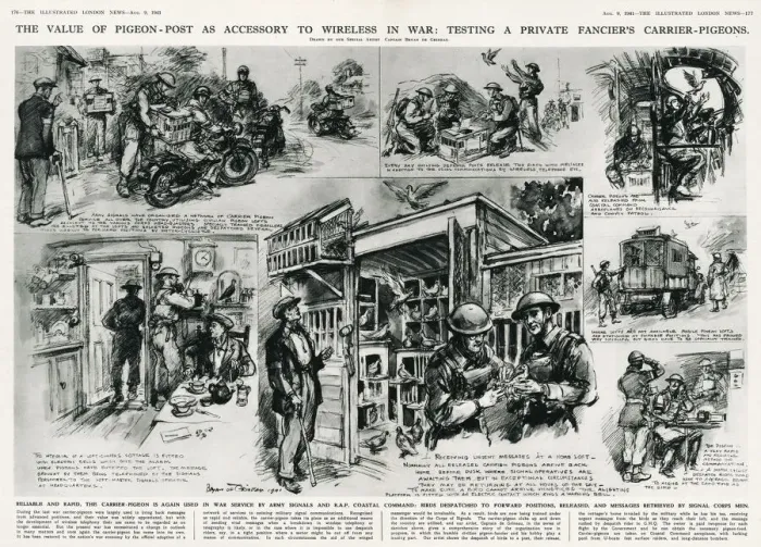 Framed Print : Carrier pigeons - including testing the pigeons Framed Print : Carrier pigeons - including testing the pigeons