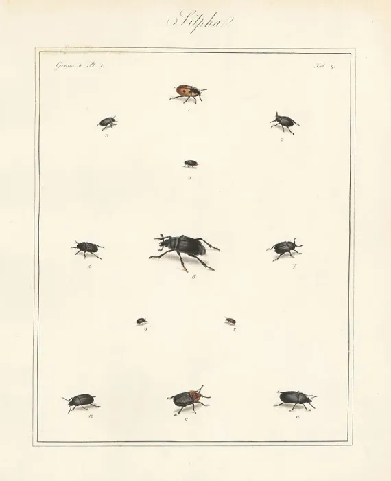 Framed Print : Carrion beetles, black snail beetle, etc Framed Print : Carrion beetles, black snail beetle, etc