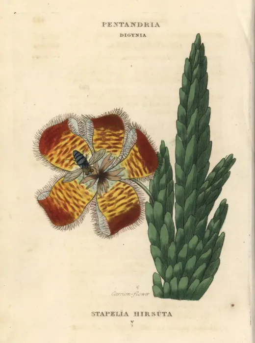 Framed Print : Carrion flower or fetid stapelia, Stapelia hirsuta Framed Print : Carrion flower or fetid stapelia, Stapelia hirsuta
