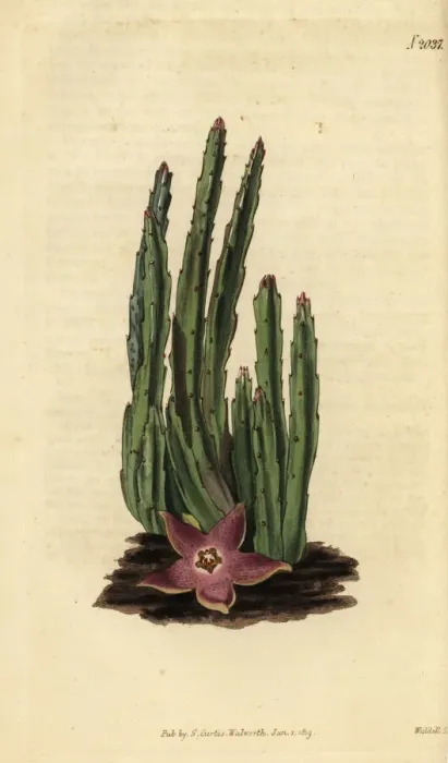 Framed Print : Carrion flower, Stapelia stricta Framed Print : Carrion flower, Stapelia stricta