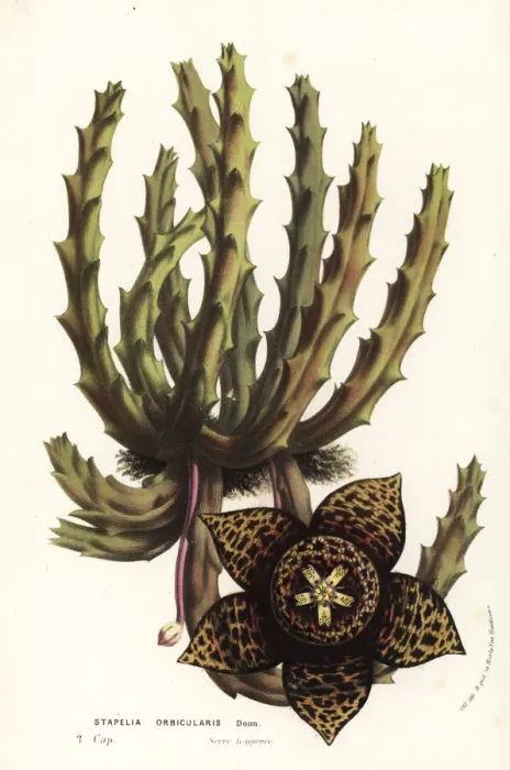 Framed Print : Carrion flower, Stisseria orbicularis Framed Print : Carrion flower, Stisseria orbicularis
