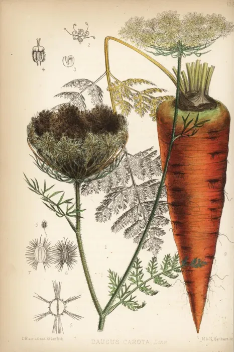 Framed Print : Carrot, Daucus carota Framed Print : Carrot, Daucus carota