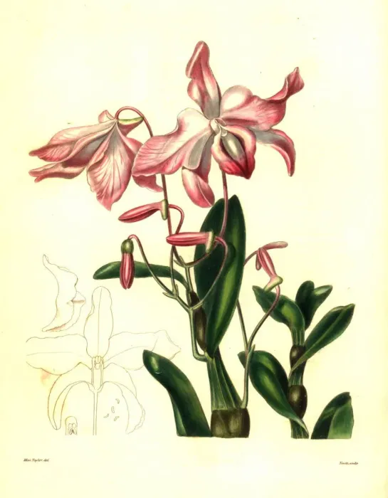 Framed Print : Carrot fern, sekkoku, or necklace-like dendrobium Framed Print : Carrot fern, sekkoku, or necklace-like dendrobium