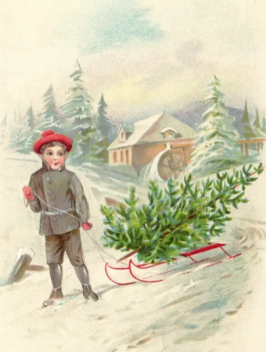 Framed Print : Carrying Christmas tree on a sledge through the snow Framed Print : Carrying Christmas tree on a sledge through the snow