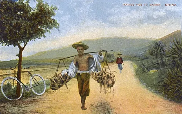 Framed Print : Carrying pigs to market - China Framed Print : Carrying pigs to market - China