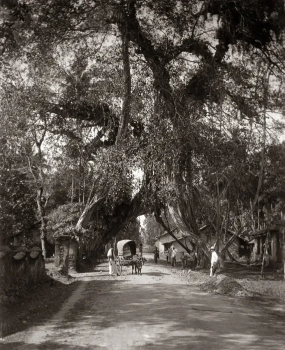 Framed Print : Cart on a country road, Ceylon (Sri Lanka) circa 1890 Framed Print : Cart on a country road, Ceylon (Sri Lanka) circa 1890