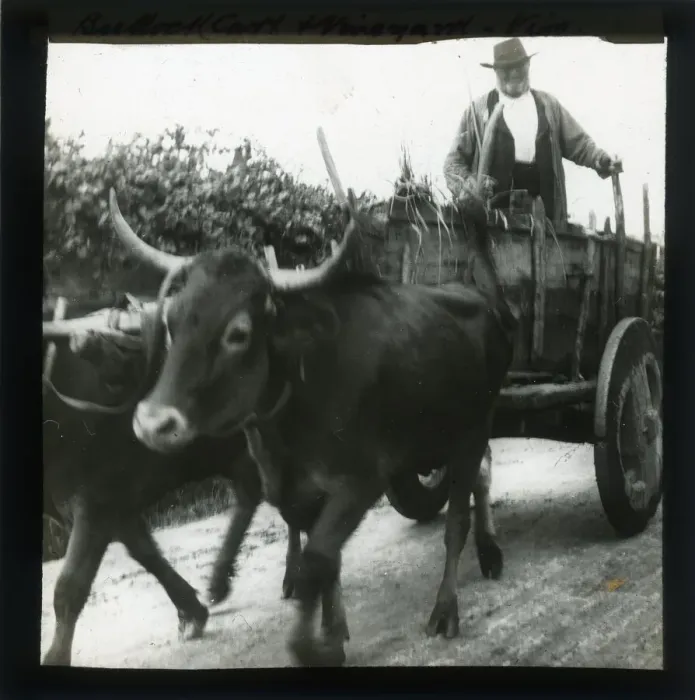 Framed Print : Cart drawn by bulls Framed Print : Cart drawn by bulls