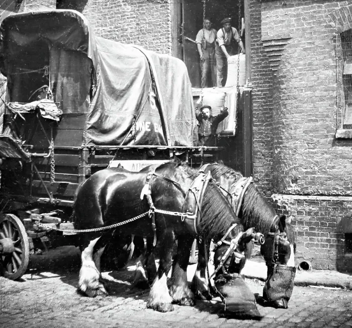 Framed Print : Cart horses at a warehouse, London, early 1900s Framed Print : Cart horses at a warehouse, London, early 1900s
