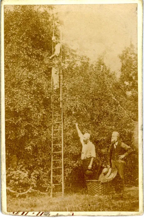 Framed Print : Carte de Visite - Fruit Picking Framed Print : Carte de Visite - Fruit Picking